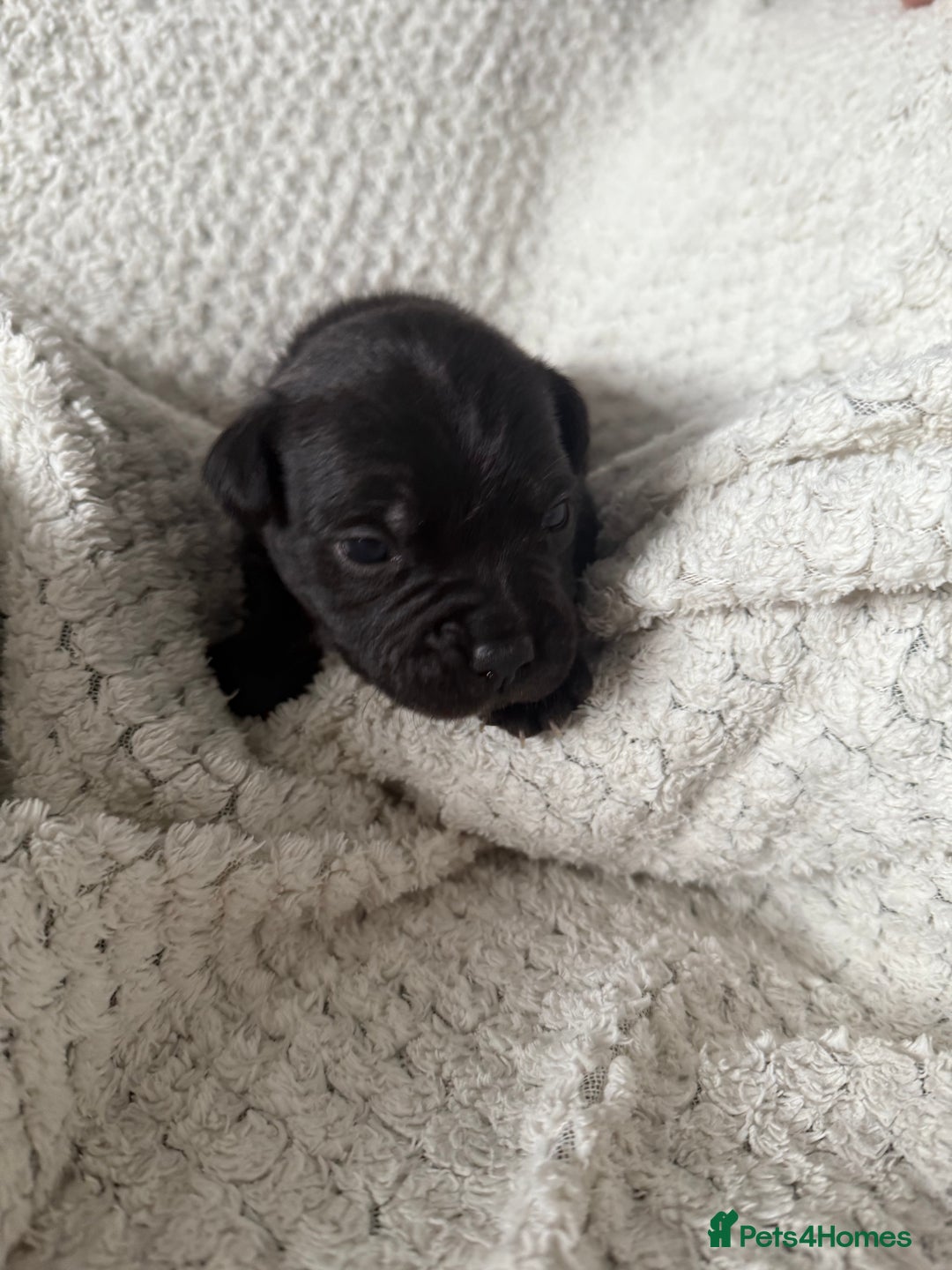 Staffordshire Bull Terrier dogs for sale: Six blue and black Staffordshire bull terriers  - Advert 8