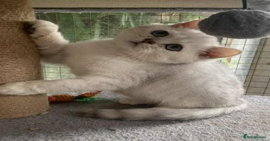 British Shorthair cats - Advert 3