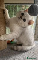British Shorthair cats - Advert 14