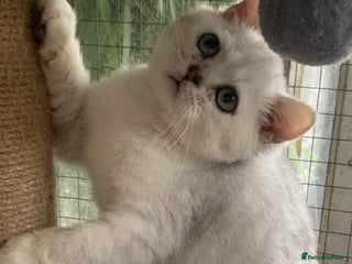 British Shorthair cats - Advert 11