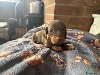 Miniature Dachshund dogs 1 left! Gorgeous Miniature Dachshund puppies - Advert 8