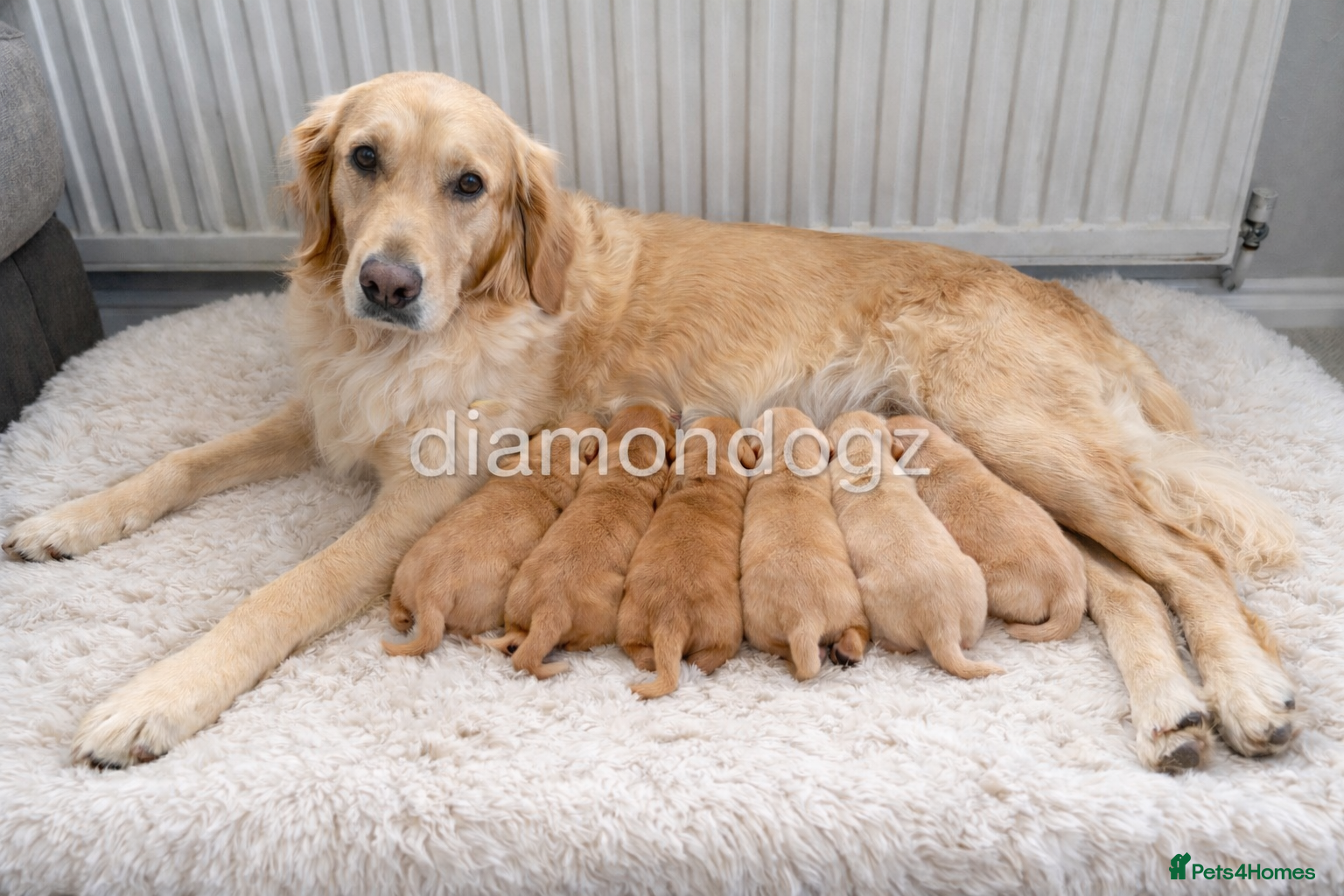 Golden Retriever dogs Gorgeous Golden Retriever Pups - Advert 1