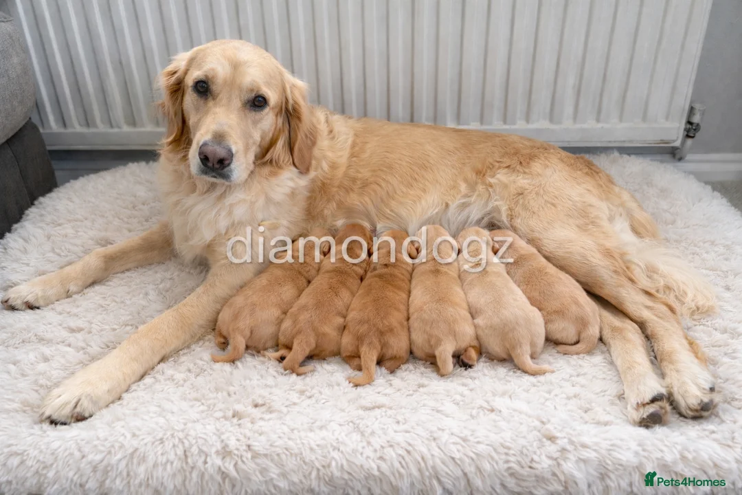 Golden Retriever dogs for sale: Gorgeous Golden Retriever Pups - Advert 1