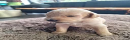 Mixed Breed dogs for sale: Gorgeous goldendoodles!! - Advert 4