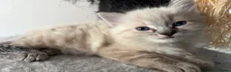 Ragdoll cats for sale: Beautiful ragdoll girls!  - Advert 14