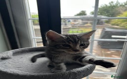 Maine Coon cats for sale: Maine Coon X - Image 6