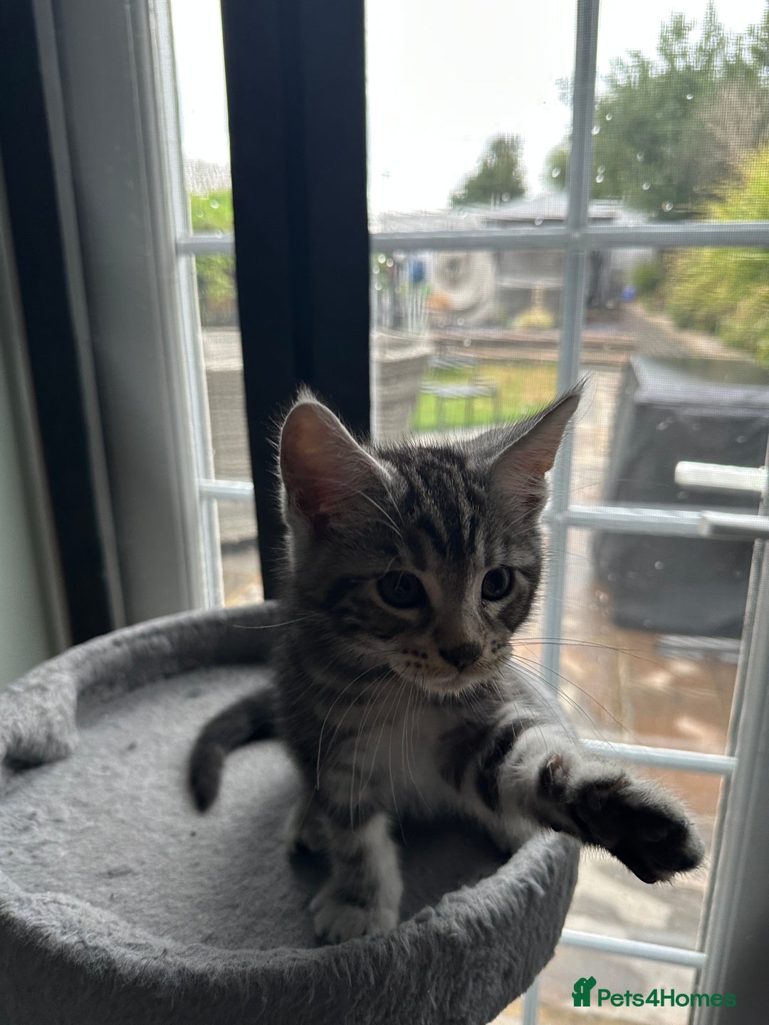 Maine Coon cats for sale: Maine Coon X - Image 6