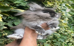 Lionhead rabbits for sale: Netherland Dwarf / Miniture Lionhead baby buck - Image 2