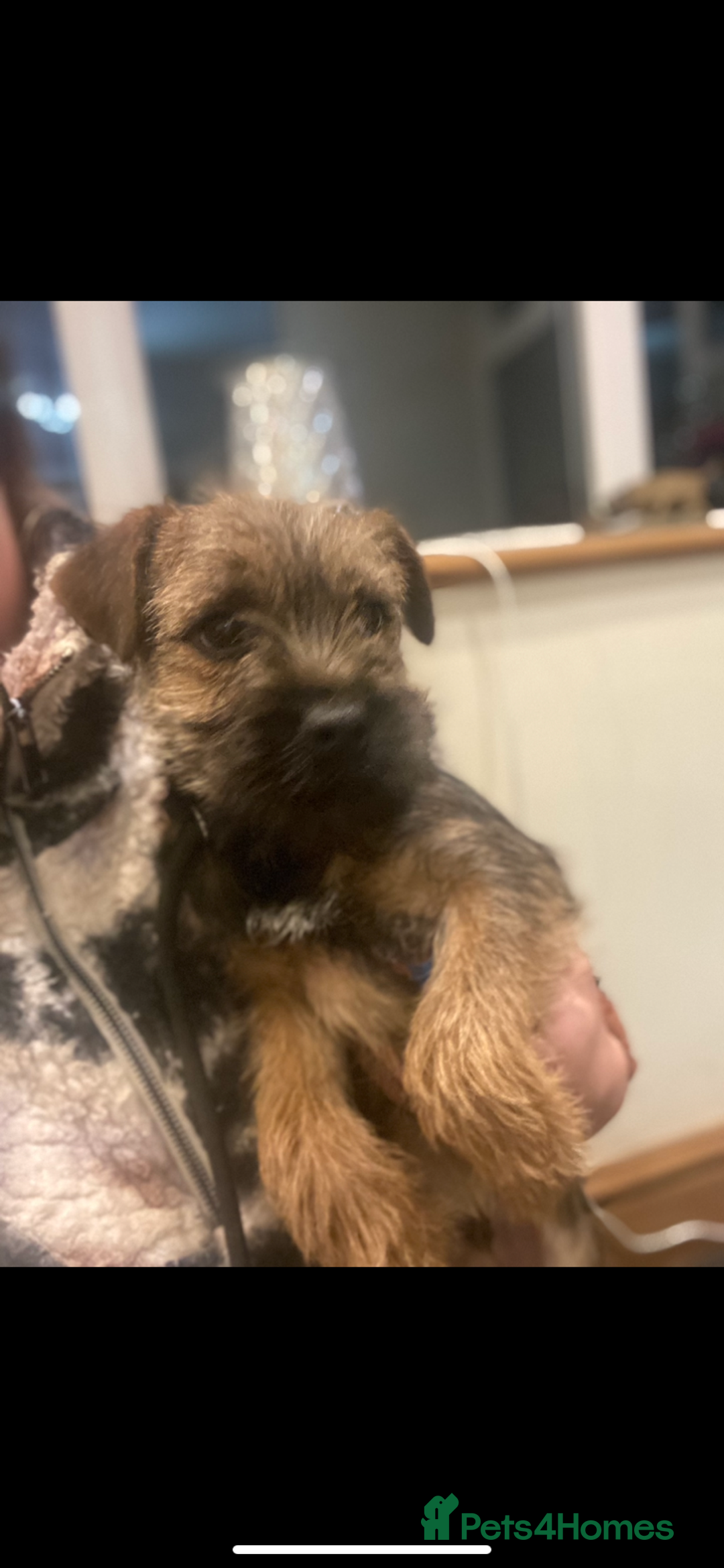 Border Terrier dogs for sale: Border Terrier Boy Puppy  - Advert 3