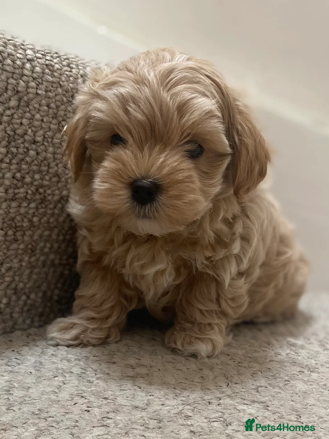 Maltipoo dogs for sale: Maltipoo f1 quality pups from 5 star breeder - Advert 30