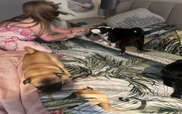 Pug dogs for sale: Fawn and panda pug  - Image 3