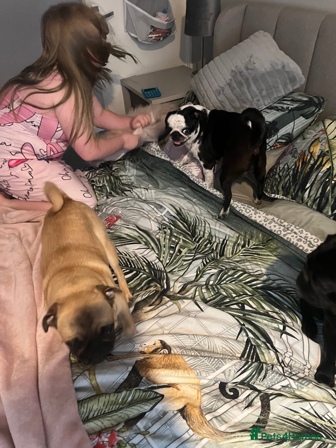 Pug dogs for sale: Fawn and panda pug  - Image 3