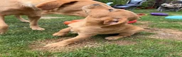 Labrador Retriever dogs for sale: READY TO GO. 2 AVAILABLE. Labrador Pups. KCreg. - Advert 10