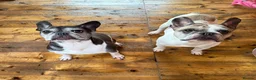 French Bulldog dogs for sale: Lovely French bulldogs looking to stay together  - Advert 2