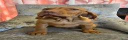 Hungarian Vizsla dogs for sale: EXCEPTIONAL HUNGARIAN VIZSLA PUPPIES - Advert 4