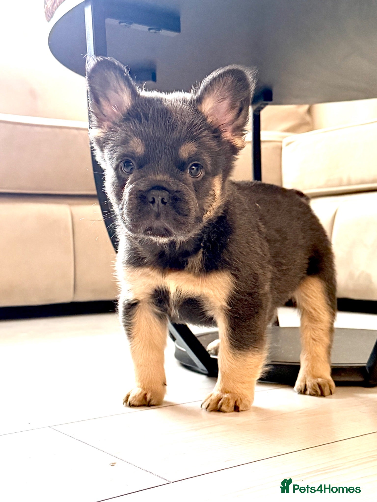 French Bulldog dogs (REDUCED) LAST BOY AVAILABLE  - Advert 2