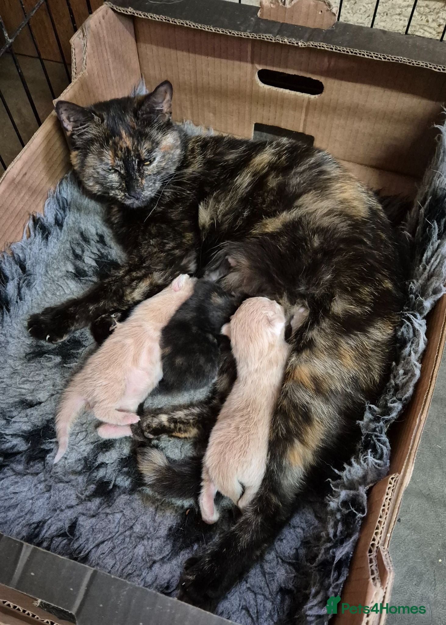 Mixed Breed cats Kittens for sale - Advert 1