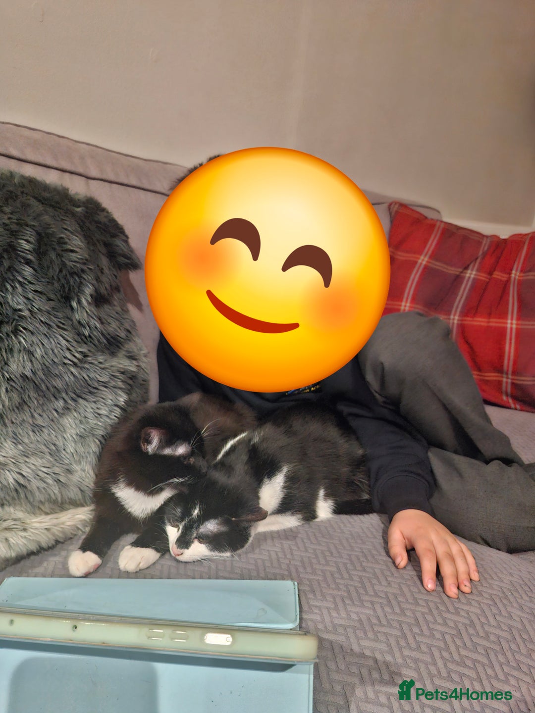 Domestic Shorthair cats for sale: Two black and white cats to rehome - Image 1
