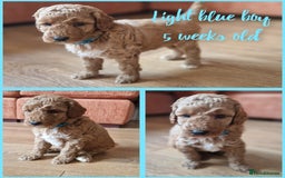 Australian Labradoodle dogs for sale: Stunning Australian labradoodles - Image 5