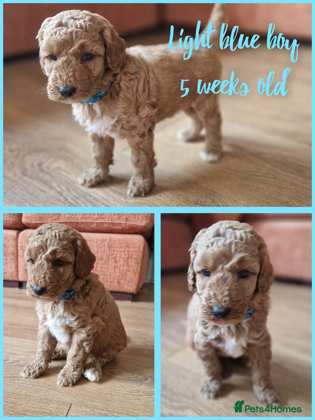 Australian Labradoodle dogs for sale: Stunning Australian labradoodles - Image 5