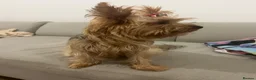 Yorkshire Terrier dogs for sale: Yorkshire terriers  - Advert 5