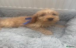 Cockapoo dogs for sale: Cockapoo Puppies - Image 8