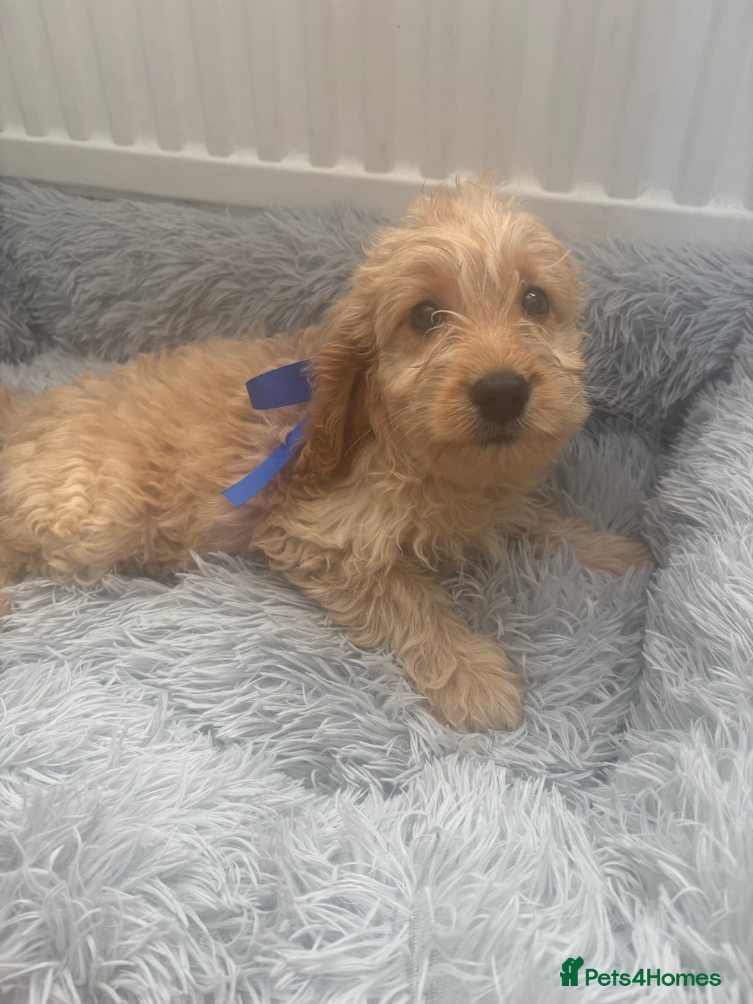Cockapoo dogs for sale: Cockapoo Puppies - Image 8
