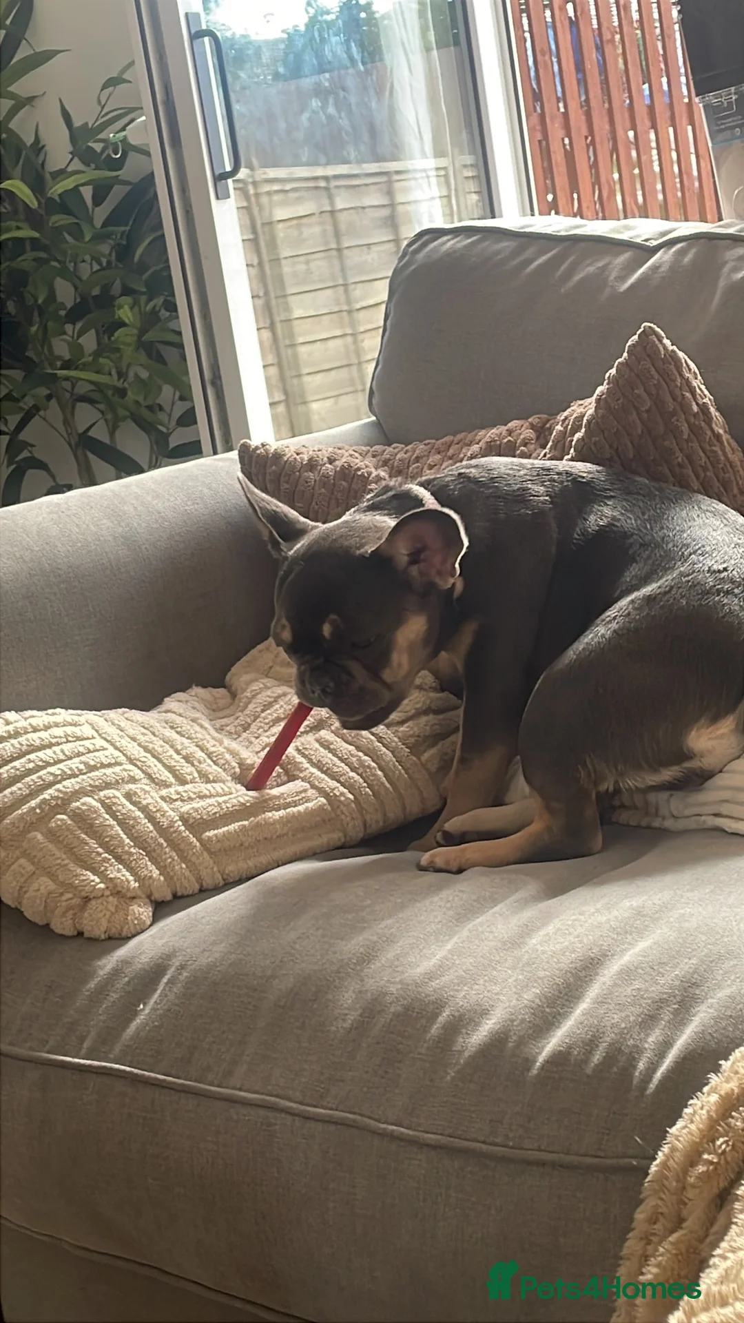 French Bulldog dogs for sale: 6 month french bulldog female  in Torpoint - Advert 2