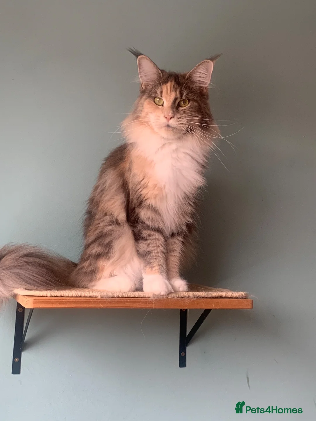 Maine Coon cats for sale: ACTIVE REG Blue Tortie and White FEMALE - Advert 1