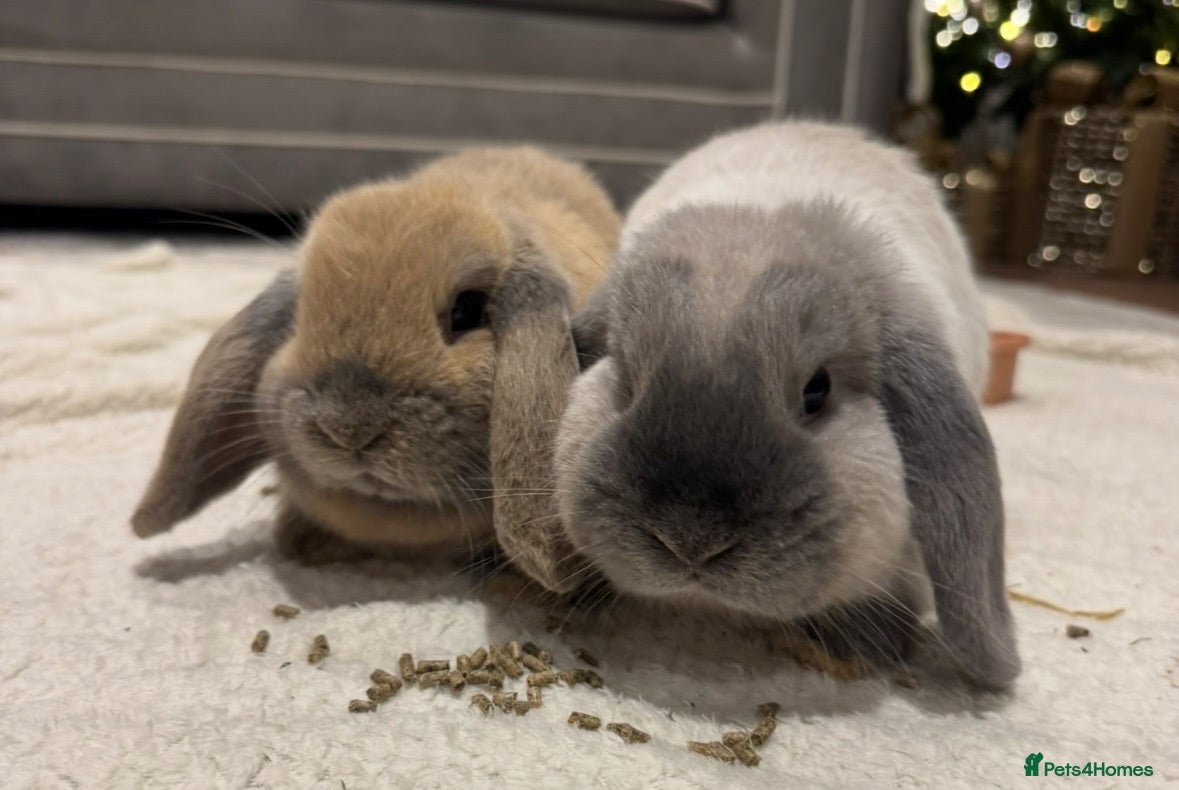 Mini Lop rabbits 8 Month Old Brother & Sister Mini Lops - Advert 2