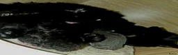 Mixed Breed cats for sale: 2 black kittens - Advert 4