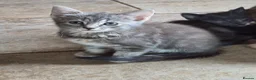 Mixed Breed cats for sale: Pretty and playful kittens ready for forever homes - Advert 11
