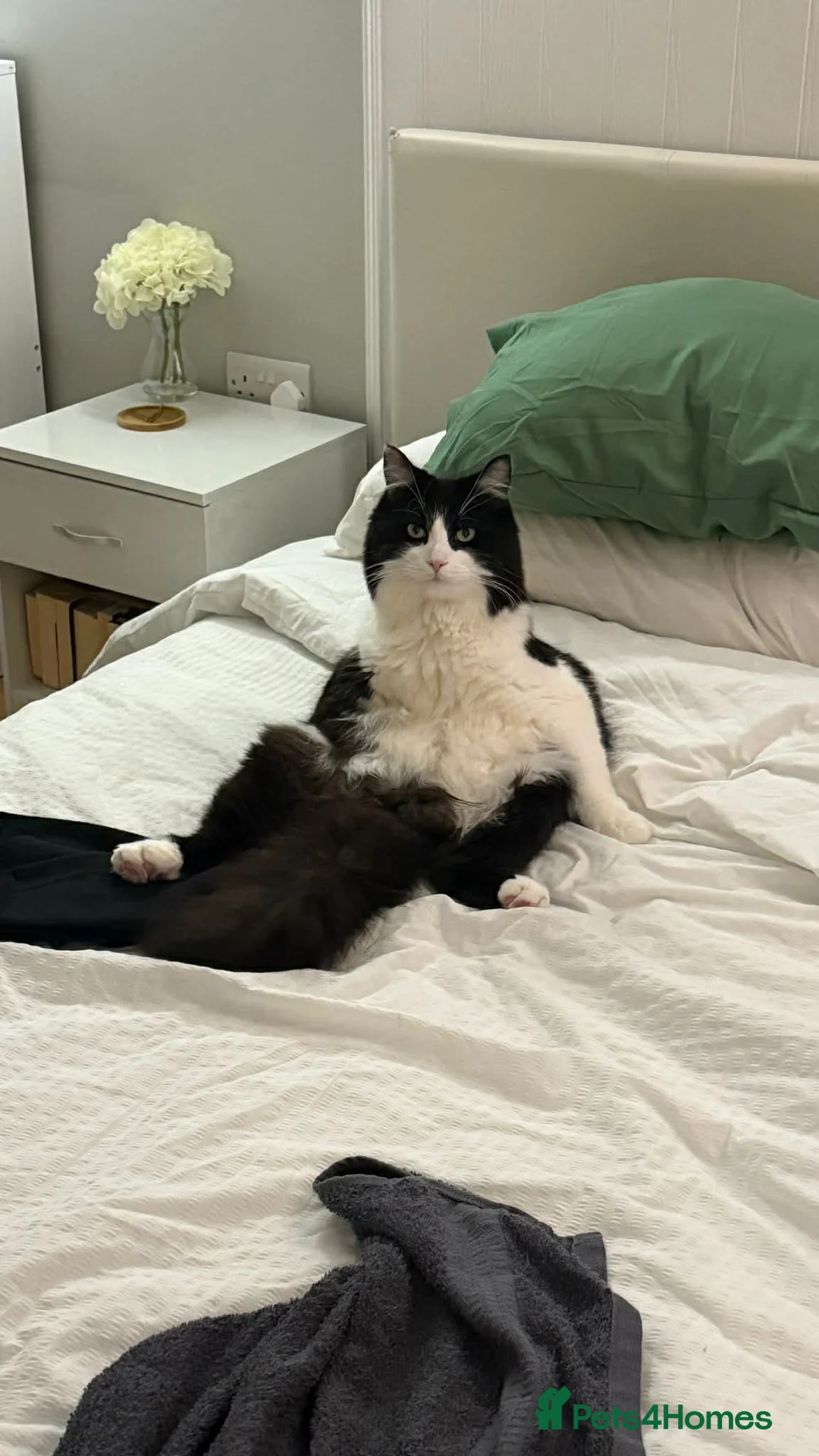 Mixed Breed cats for sale: Milo - looking for home  in Wisbech - Advert 1