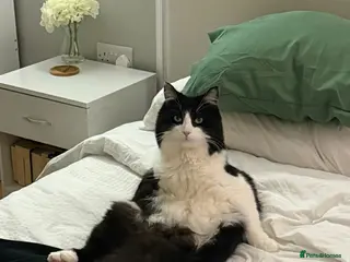 Mixed Breed cats Milo - looking for home - Advert 1