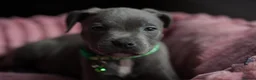 Staffordshire Bull Terrier dogs for sale: KC Staffy Puppies - Advert 8