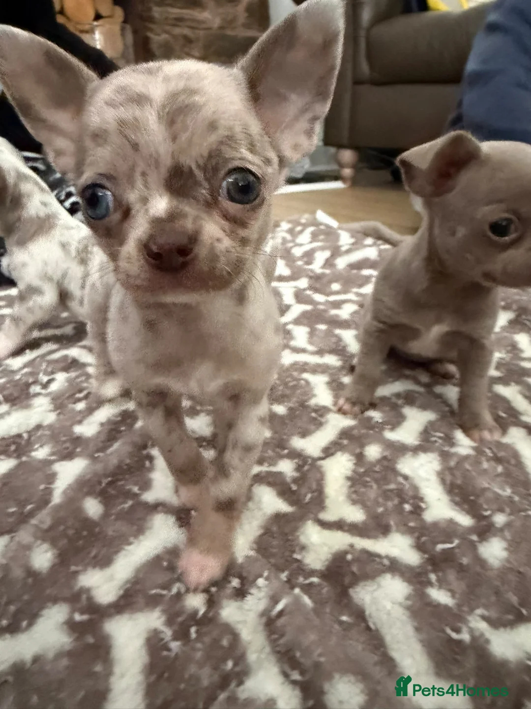 Chihuahua dogs for sale: Stunning litter of Merle & lilac chihuahuas  - Advert 2