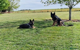 German Shepherd dogs for sale: German Shepherd puppies - Image 10