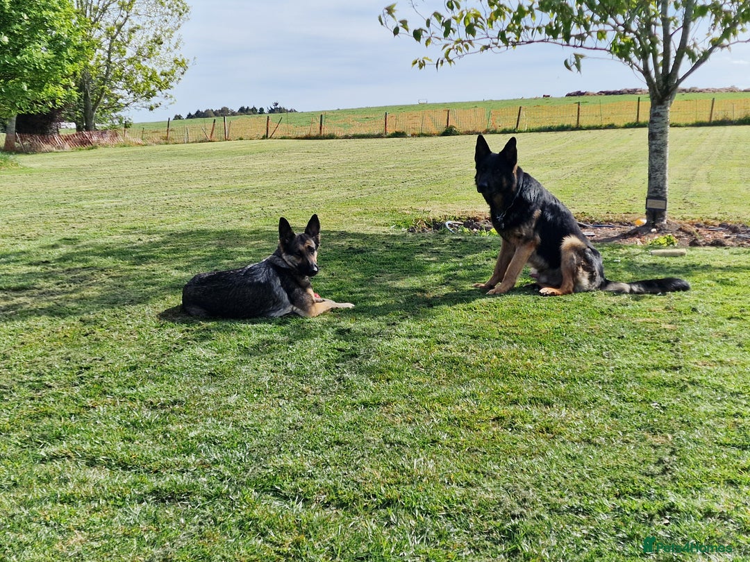 German Shepherd dogs for sale: German Shepherd puppies - Image 10
