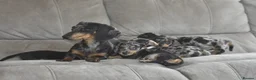 Dachshund dogs for sale: Amazing dachshund puppies - Advert 11