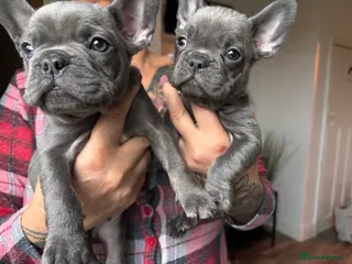 French Bulldog dogs French-bulldogs puppies🐾🐶 - Advert 16