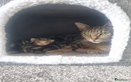Mixed Breed cats for sale: Last girl kitten available immediately - Image 7