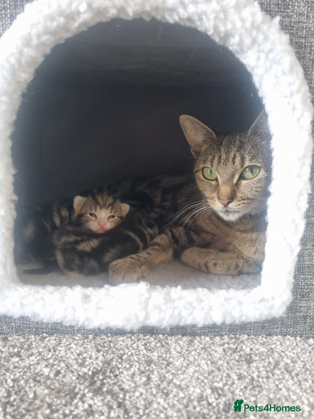 Mixed Breed cats for sale: Last girl kitten available immediately - Image 7