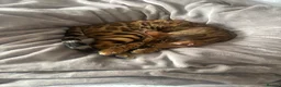 Bengal cats for sale: Bengal cats for sale  - Advert 9
