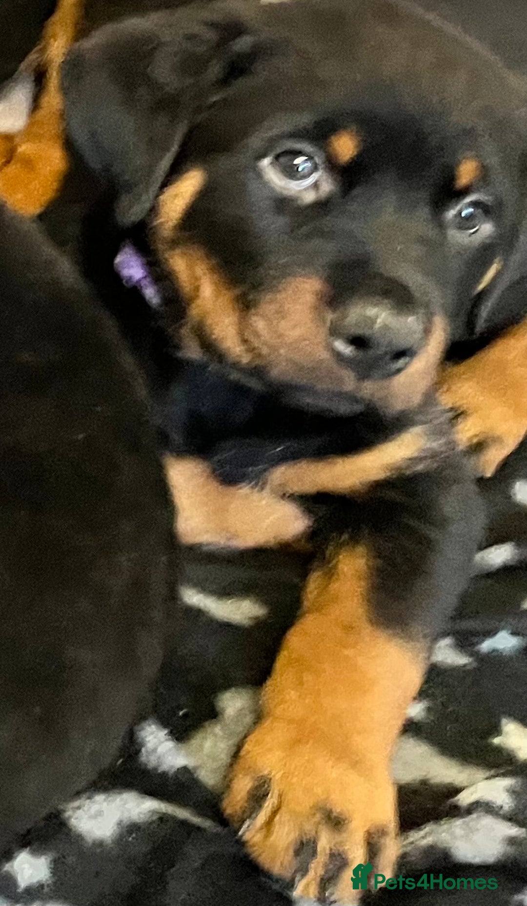 Rottweiler dogs for sale: One Female Rottweiler left from a litter of 8 - Advert 1