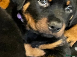 Rottweiler dogs One Female Rottweiler left from a litter of 8 - Advert 1