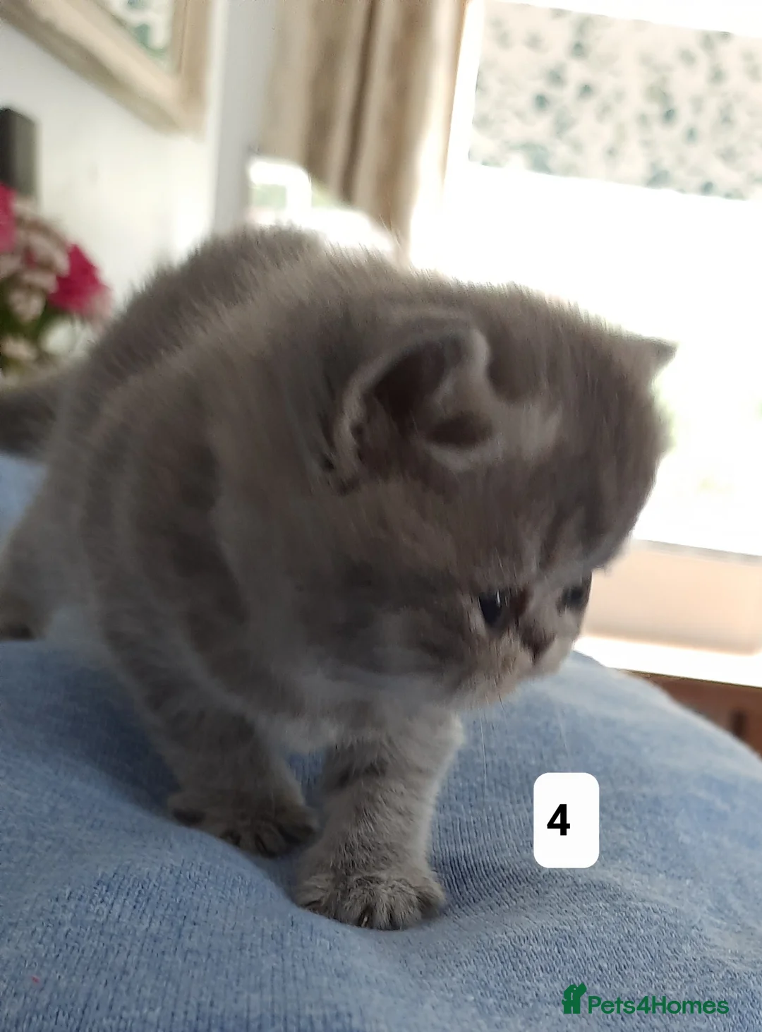 Persian cats for sale: GCCF Registered Persian kitten. - Advert 2