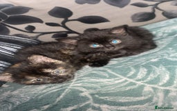 Ragdoll cats for sale: 3 ragdoll cross kittens  - Advert 1