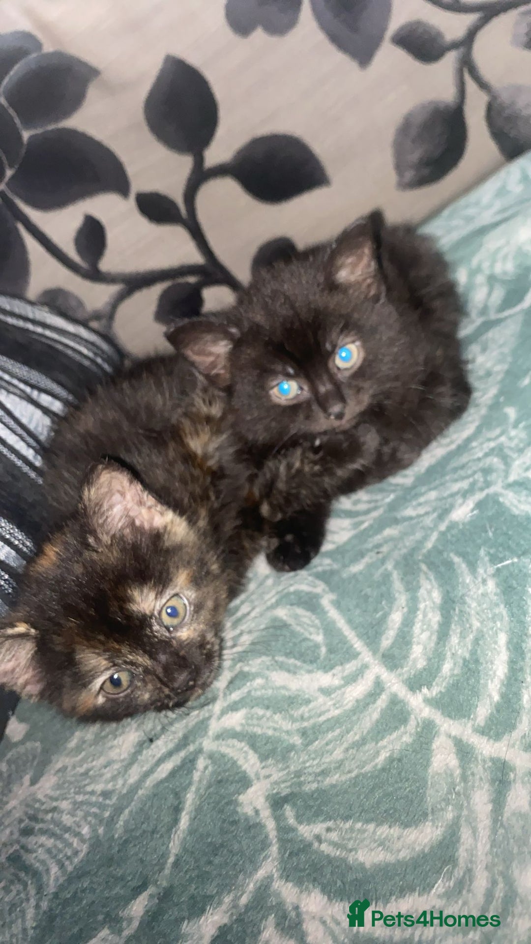 Ragdoll cats for sale: 3 ragdoll cross kittens  - Advert 1