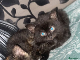 Ragdoll cats - Advert 3