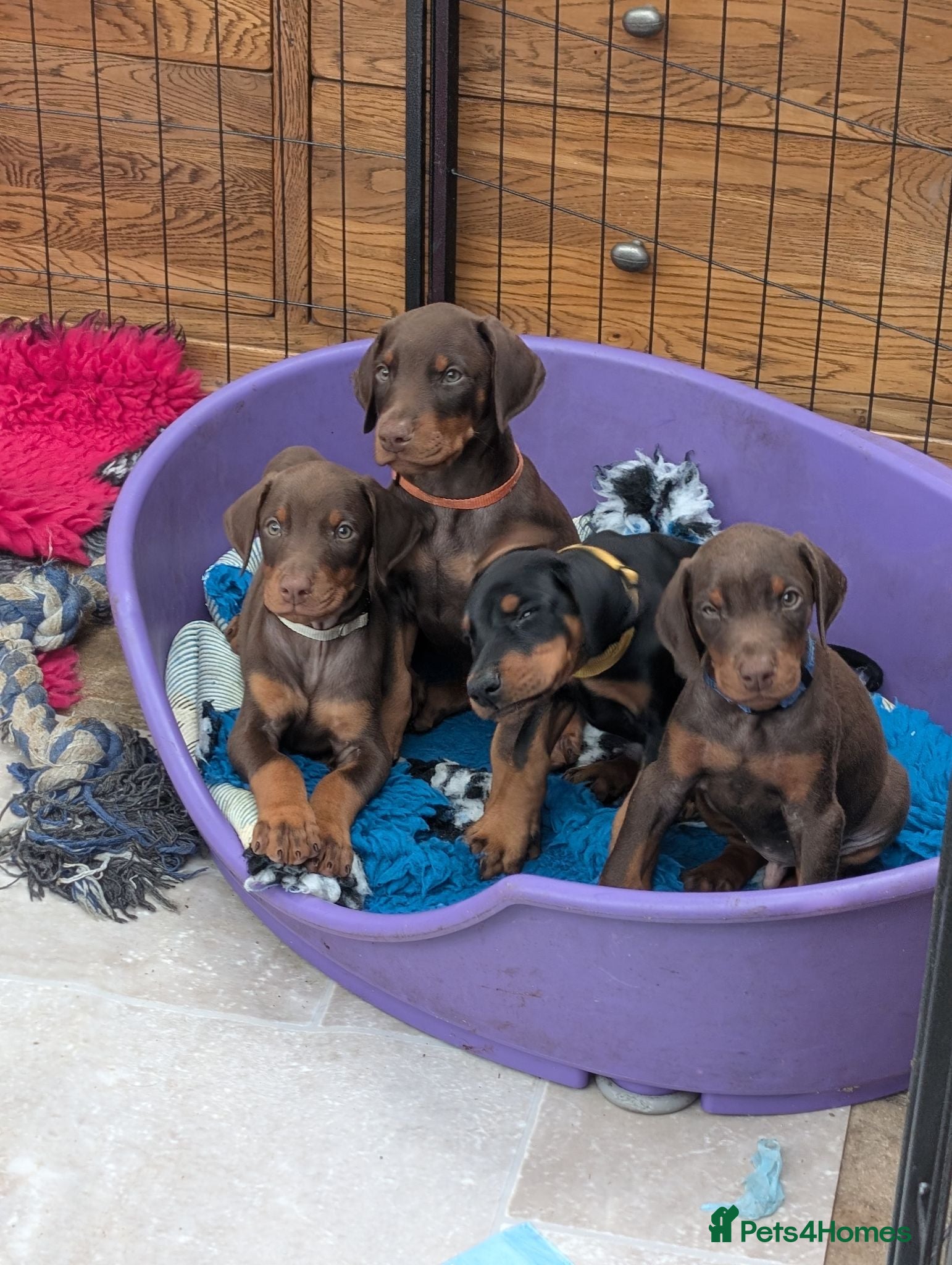 Dobermann dogs KC REGISTERED DOBERMANN PUPS – EXCEPTIONAL LITTER - Advert 2